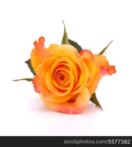 Orange rose isolated on white background cutout