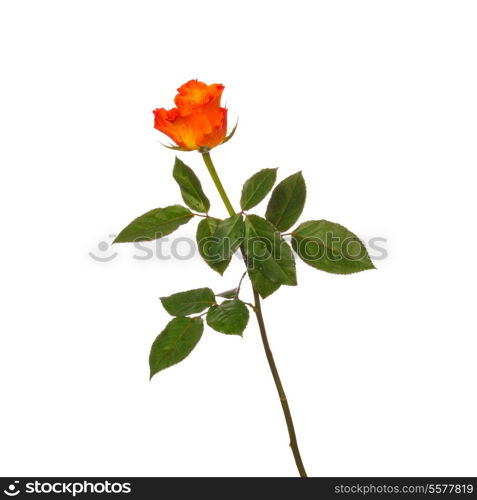 Orange rose isolated on white background cutout