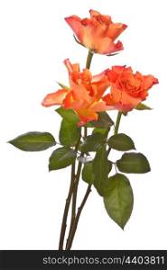 Orange roses isolated on white background cutout