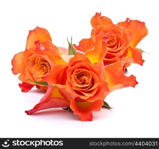 Orange roses isolated on white background cutout