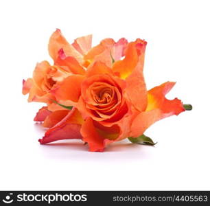 Orange roses isolated on white background cutout