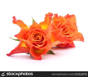 Orange roses isolated on white background cutout