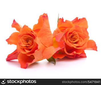 Orange roses isolated on white background cutout