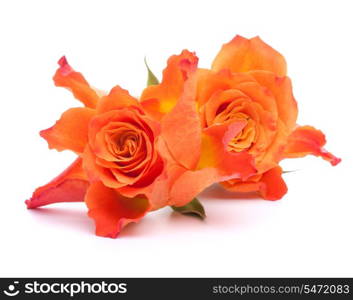 Orange roses isolated on white background cutout