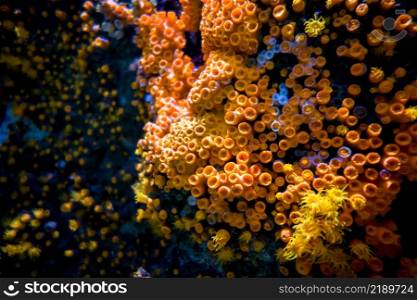 Orange sea anemone on a tropical coral reef. Orange sea anemone on a coral reef