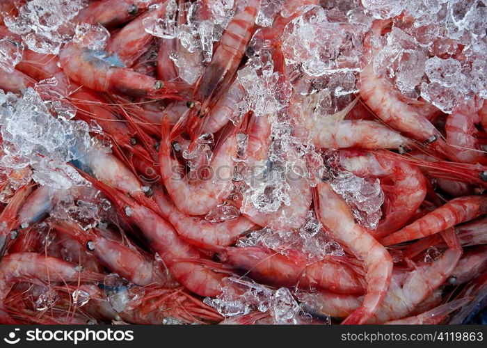 Orange shrimp, prawn, crustacean over ice surface