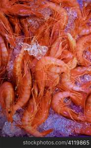 Orange shrimp, prawn, crustacean over ice surface
