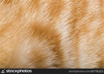 Orange skin of cat. Tiger pattern