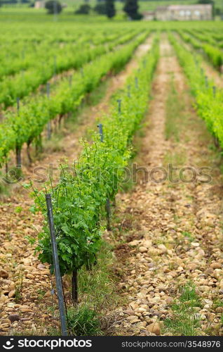 Orange Sky over Green Vineyard