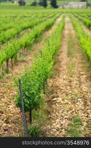 Orange Sky over Green Vineyard