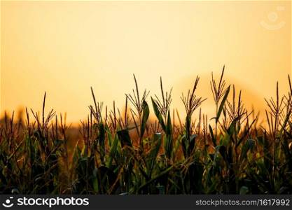 Orange smoke fills the sky above corn field