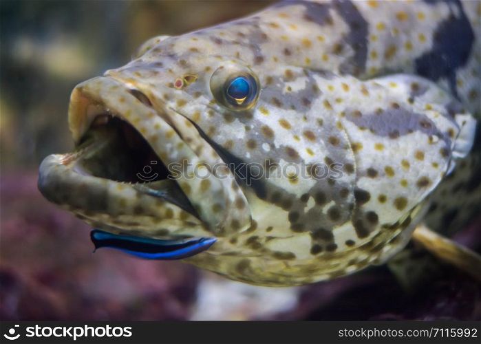 Orange-spotted grouper , Estuary cod, Epinephelus coioides