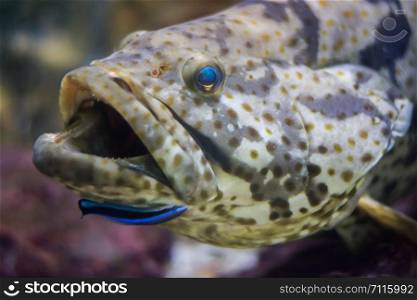 Orange-spotted grouper , Estuary cod, Epinephelus coioides