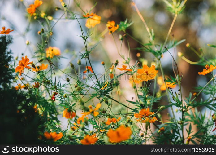 Orange Spring Flower With A Beautiful Bokeh