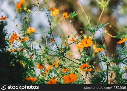 Orange Spring Flower With A Beautiful Bokeh