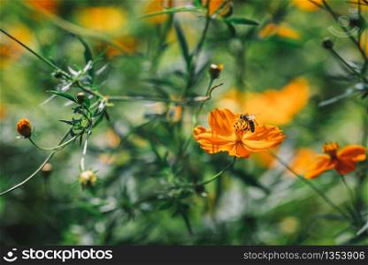Orange Spring Flower With Bee