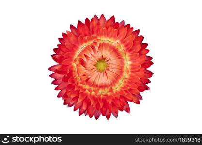 Orange strawflower ( Helichrysum bracteatum flowers ) isolated on white background. Object with clipping path.
