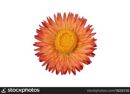 Orange strawflower ( Helichrysum bracteatum flowers ) isolated on white background. Object with clipping path.