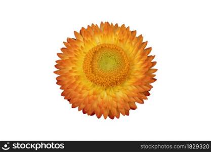 Orange strawflower ( Xerochrysum bracteatum ) isolated on white background. Object with clipping path.