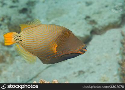 Orange Striped Triggerfish (Balistapus Undulatus)