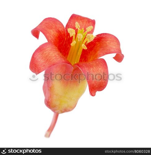 Orange Succulent plant flower isolated on a white background