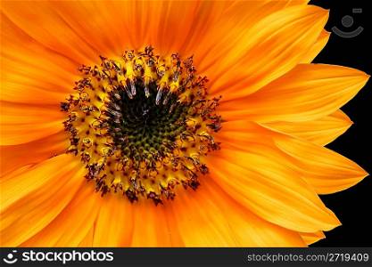 Orange Sunflower Closeup