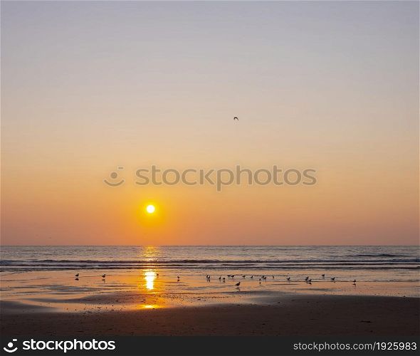 orange sunset over north sea with sea gulls on island of texel in the netherlands