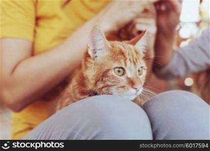 Orange tabby cat on a girl&rsquo;s lap