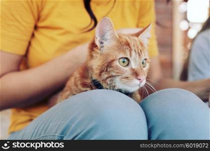 Orange tabby cat on a girl&rsquo;s lap