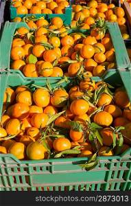 Orange tangerine fruits in harvest basket boxes in a row