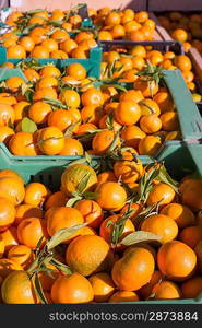 Orange tangerine fruits in harvest basket boxes in a row