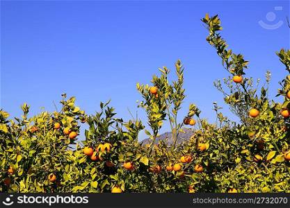 orange tangerine tree fruits green leaves blue sky