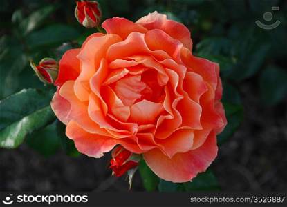 Orange tea rose in full bloom - a closeup.