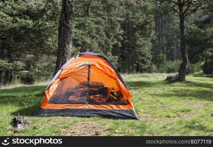 Orange tent in a pine forest. Sunlight
