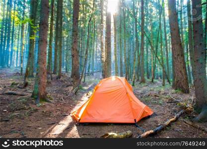 Orange tent in green pine forest with sunset sun and sun rays through trees
