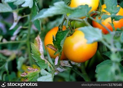 Orange Tomato. Fresh homegrown Orange Tomatoes growing on the vine with green leaves growing around the fruit