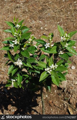 orange tree and white flowers on a small farm