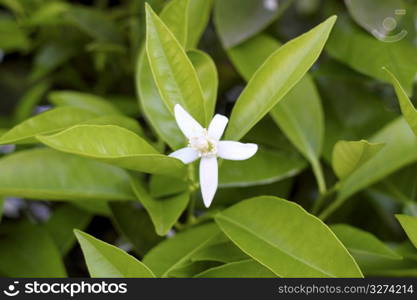 orange tree blossom in spring mediterranean field