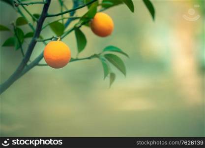 Orange tree branch on natural blurry background, ripe tasty orange fruits hanging on the tree, healthy organic nutrition, summer harvest season