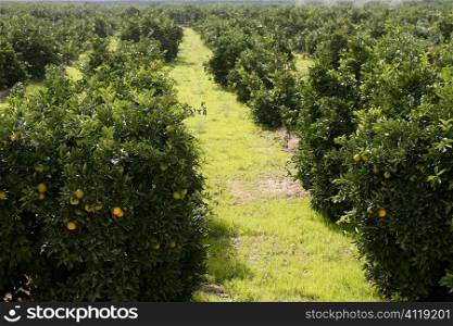 Orange tree field in a row