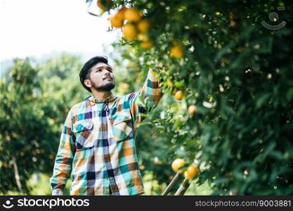orange tree field male farmer harvest picking orange fruits