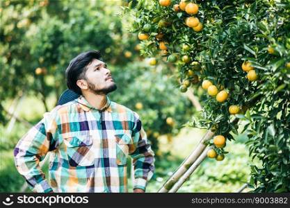 orange tree field male farmer harvest picking orange fruits