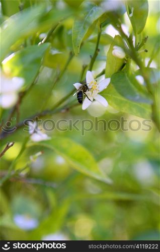 Orange tree flowers pollinated by bee