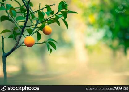 Orange tree garden, fresh green tree with little orange fruits on blurry background, summer time, harvest season