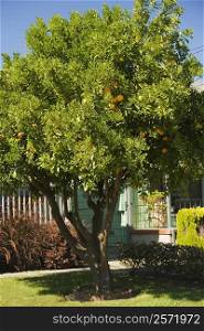 Orange tree in front of a house