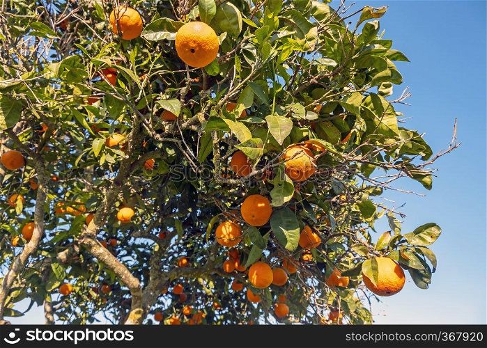 Orange tree in the countryside from Portugal