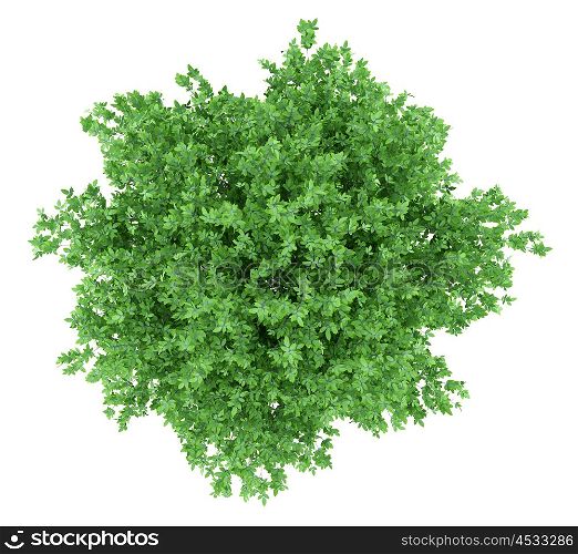 orange tree isolated on white background. top view. 3d illustration