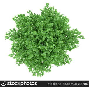 orange tree isolated on white background. top view. 3d illustration