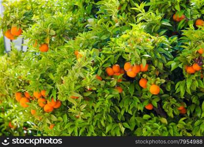 Orange tree. Orange branch