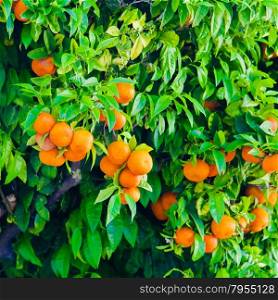 Orange tree. Orange branch
